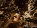 Netopýr z jeskyně Na Pomezí