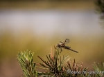 Vážka tmavá - Sympetrum danae
