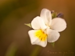 Maceška polní (Viola arvensis)