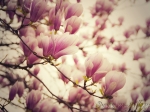 Jarní Magnolie